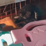 FREE KITTEN!!! Bandit in La Habra, California