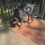 16 Week Old Doberman Puppy in New York City, New York