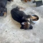 German Shepherd Litter in Houston, Texas