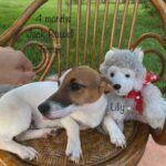 Sweetest Jack Russell terriers in Miami, Florida