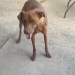 Loving/Energized Brown 6 Year German Shorthair Pointer in Modesto, California