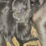 American Pitbull x Pocket Bully in Myrtle Beach, South Carolina