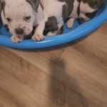 clowey babies in Atlanta, Georgia