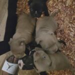 bullies in Atlanta, Georgia