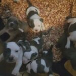 bullies in Atlanta, Georgia