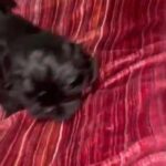 Shih Tzu in Lexington, North Carolina