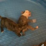 ADBA Pups For Sale in Houston, Texas