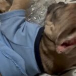 Akc French Bulldog in San Bernardino, California