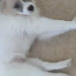 Mixed puppy American Eskimo mixed with Shih-tzu in New York City, New York