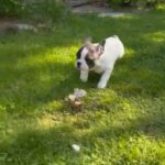 French Bulldog in Lowell, Massachusetts