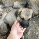 Mixed Dogs For Sell in Merced, California