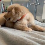 Golden Retriever Puppies in Miami, Florida