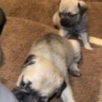 Pug Mix Puppies in Los Angeles, California