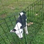 border collie puppy#3 in Longview, Texas