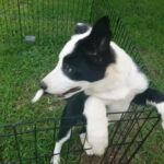 border colly puppy#6 in Longview, Texas