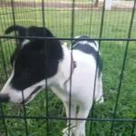 border collie puppy#1 in Longview, Texas