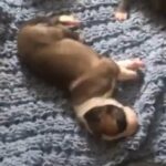 Great Dane puppies in Snellville, Georgia