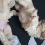 miniature poodle puppies in Fort Worth, Texas