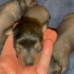 ChiChi Pups in Southern Pines, North Carolina