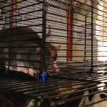 baby boy rats in Renton, Washington