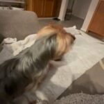 Mini Golden Doodle in Orange, California