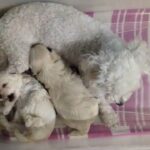 Maltipoo puppies in Fort Myers, Florida