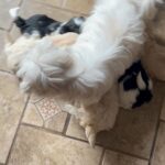 Puppies for sale in Arizona City, Arizona