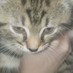 this is tatertot! in Indianapolis, Indiana