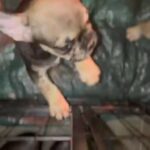 AKC Lilac Fawn French Bulldog in West Point, Utah
