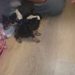 CKC YORKIE PUPPIES in Moreno Valley, California