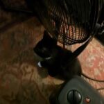 four kittens in Auburn, Washington