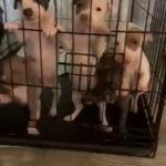 Full Breed Blue Nose Pitbulls in Pearland, Texas