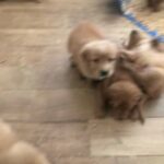 Golden Retrievers in Visalia, California