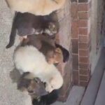 Gerbanian Shepsky Puppies!!! in Greenville, North Carolina