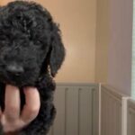 Standard Poodle in Lehigh Acres, Florida