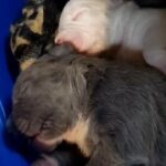 baby bullies in Martinsburg, West Virginia