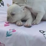 French Bulldogs in Orlando, Florida