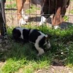Basset Hound pups in Tulsa, Oklahoma