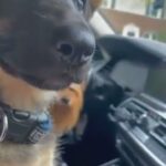 German Shepherds in Hackensack, New Jersey