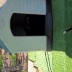 Basset Hound pups in Tulsa, Oklahoma