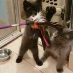 ragdoll maine coon mix kittens in Port St. Lucie, Florida