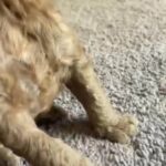 Max in Springfield, Missouri
