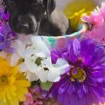 Great Dane Puppies in Folsom, California