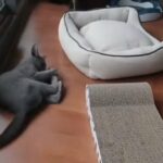 Russian blue kittens in Vero Beach, Florida