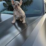 French Bulldog in Fontana, California