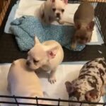 French Bulldogs in Fontana, California