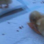 Baby Ducks For Sale in Buford, Georgia