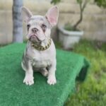 French Bulldog Isabella Merle Fluffy Carrier in Fontana, California