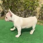 French Bulldog in Fontana, California