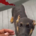 German Shepherds in Hackensack, New Jersey